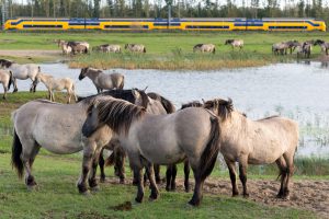 Konikpaarden-Trein-Voordeeluitjes-Vakantieblog